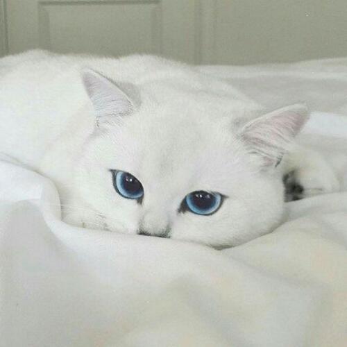 สมาชิกหมายเลข 4926014