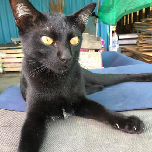 สมาชิกหมายเลข 4863599