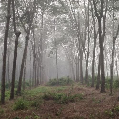 สมาชิกหมายเลข 6440886