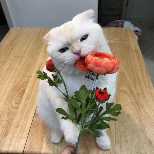 สมาชิกหมายเลข 4959585