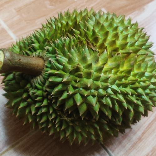 แมงจิกุ่ง