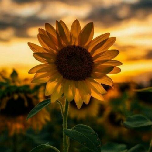 สมาชิกหมายเลข 6441219