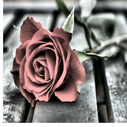 สมาชิกหมายเลข 4959900