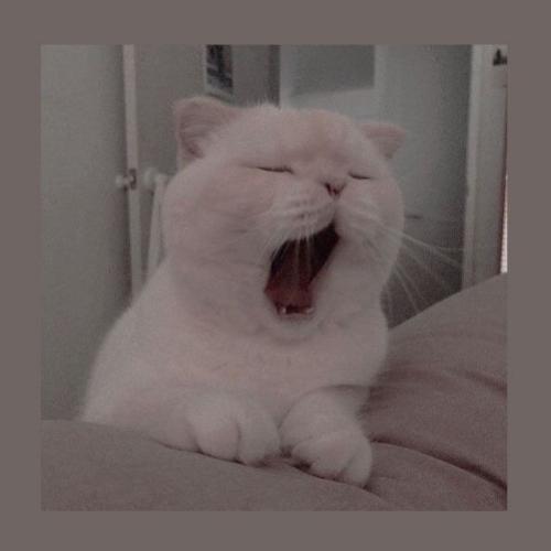 สมาชิกหมายเลข 5839114