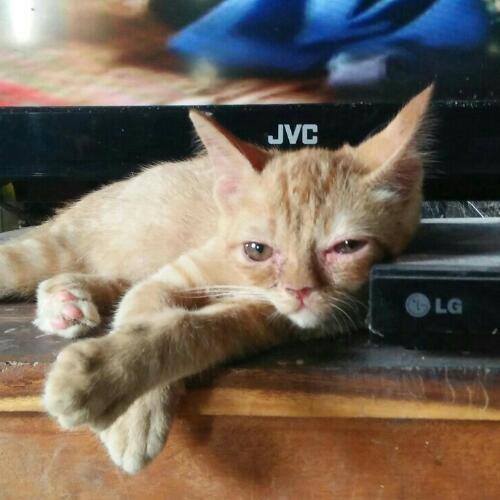 สมาชิกหมายเลข 6441973