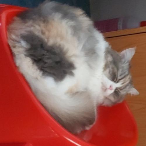 สมาชิกหมายเลข 6442254