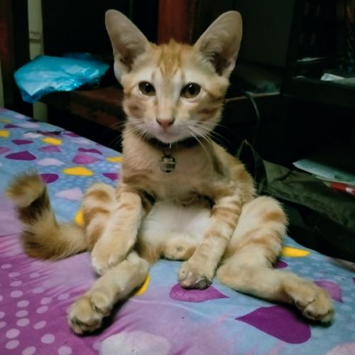 แมวแง๊ว