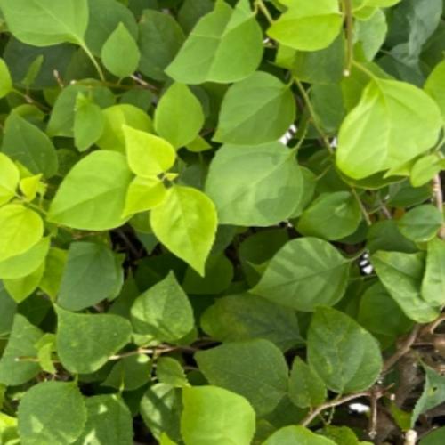 สมาชิกหมายเลข 3689745