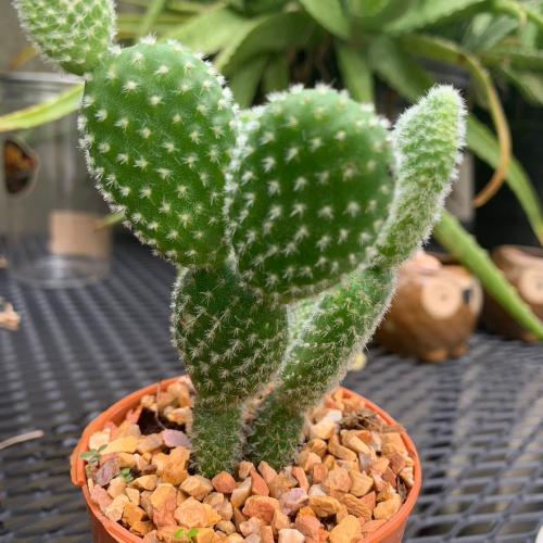 สมาชิกหมายเลข 6636406