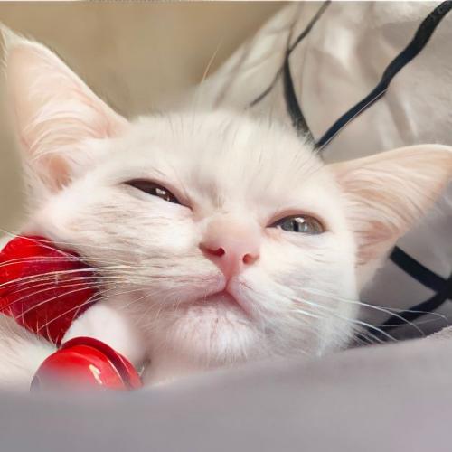 สมาชิกหมายเลข 7126441