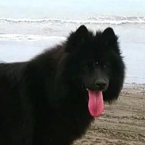 เต่าเผา