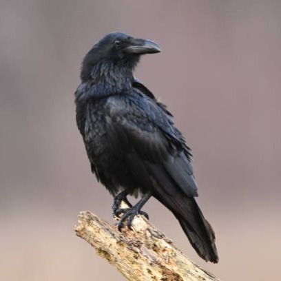gurubird