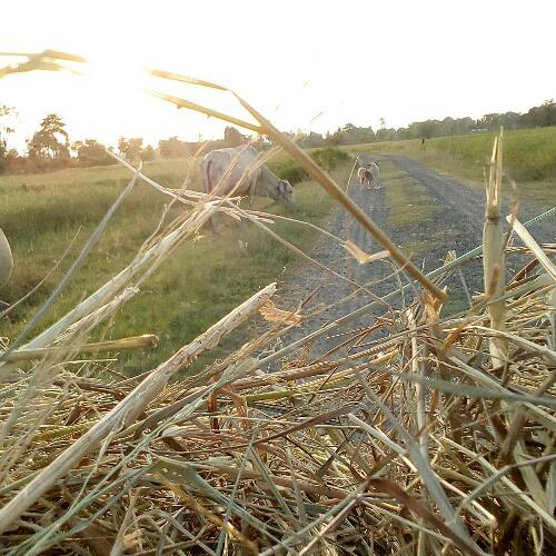 สมาชิกหมายเลข 4961495