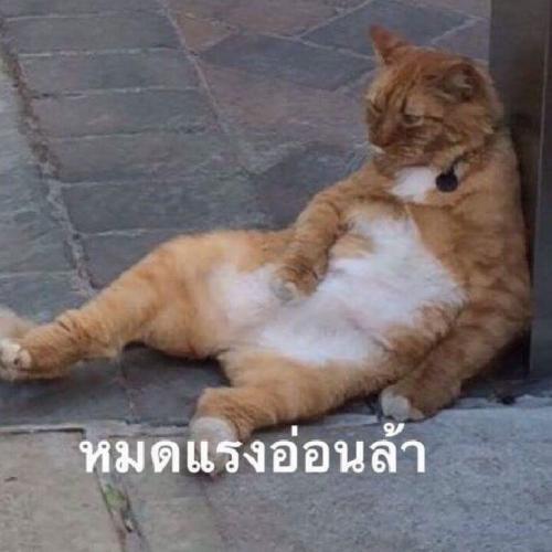 สมาชิกหมายเลข 5358781
