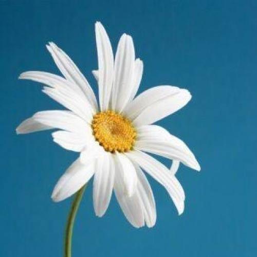 สมาชิกหมายเลข 939661