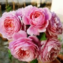 ตะวันมุ้งมิ้ง