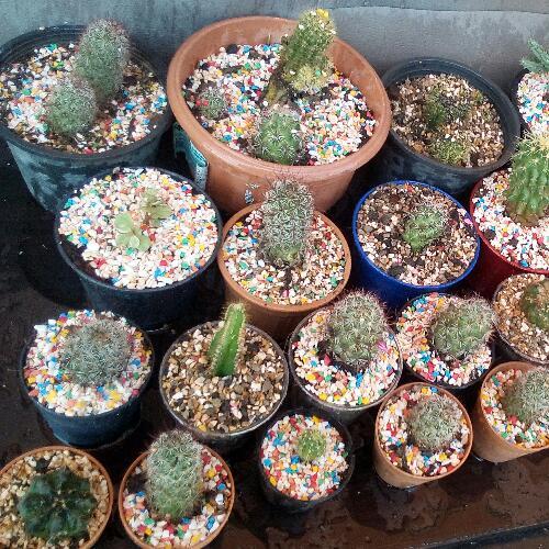 สมาชิกหมายเลข 2492661