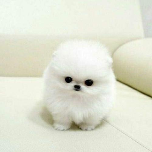 สมาชิกหมายเลข 4903260