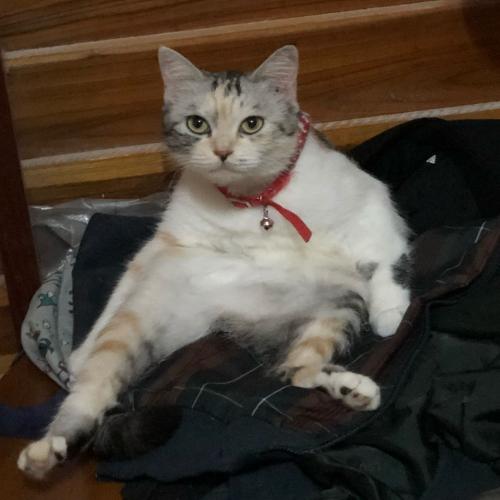 สมาชิกหมายเลข 4853635