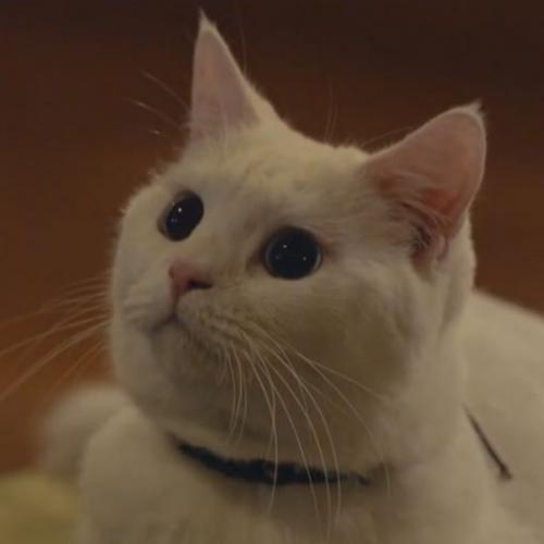 สมาชิกหมายเลข 5442715