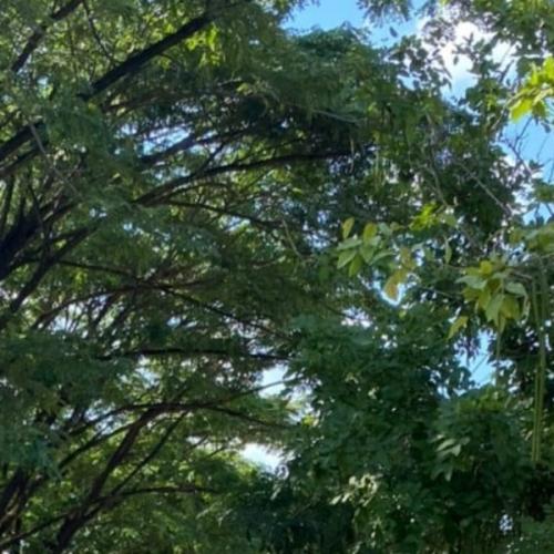 สมาชิกหมายเลข 4290052