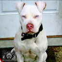 สมาชิกหมายเลข 2626121