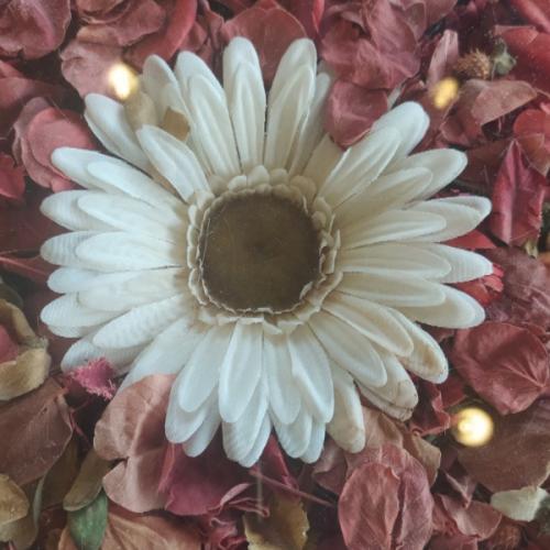 สมาชิกหมายเลข 5008234