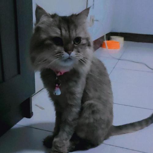 สมาชิกหมายเลข 6445826