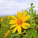 สมาชิกหมายเลข 4062302