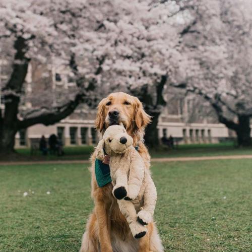 สมาชิกหมายเลข 4610241