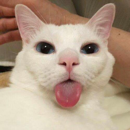 สมาชิกหมายเลข 4789666