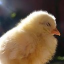 สมาชิกหมายเลข 4216461