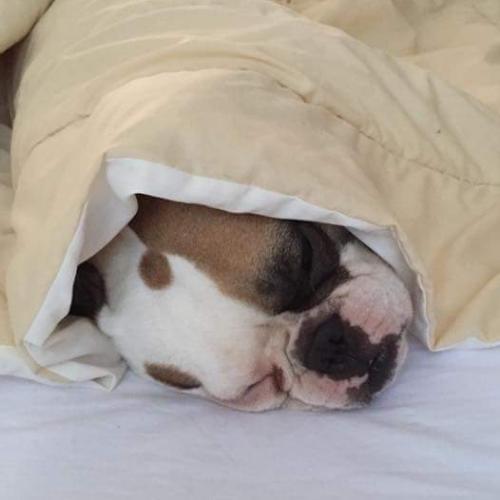 สมาชิกหมายเลข 4353331