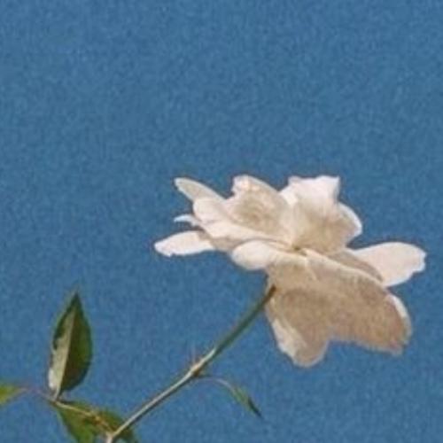 สมาชิกหมายเลข 5844291