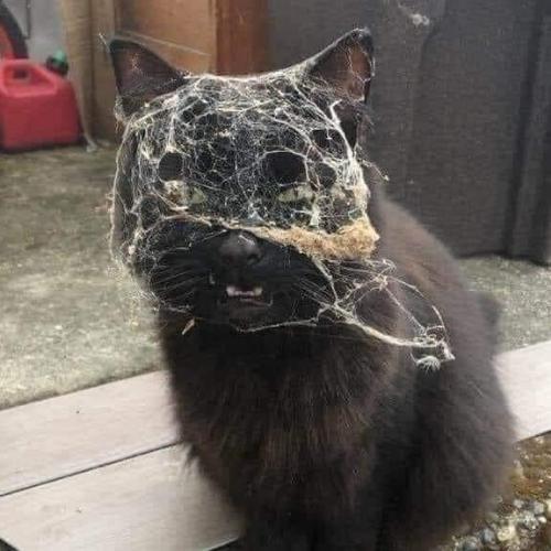 สมาชิกหมายเลข 1005191