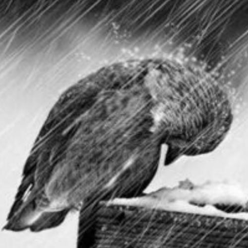 สมาชิกหมายเลข 4509406