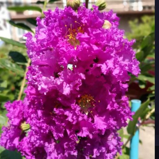 ม่วงส่าหรี