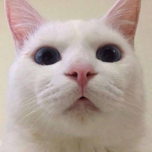 สมาชิกหมายเลข 4490050