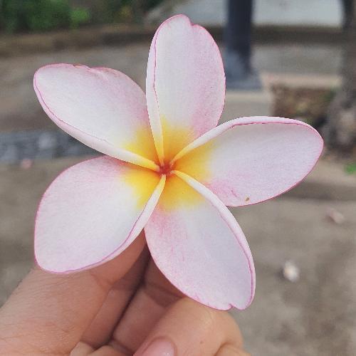 สมาชิกหมายเลข 4612387