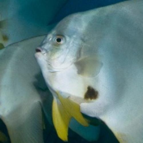 สมาชิกหมายเลข 6061116