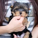 สมาชิกหมายเลข 4217194