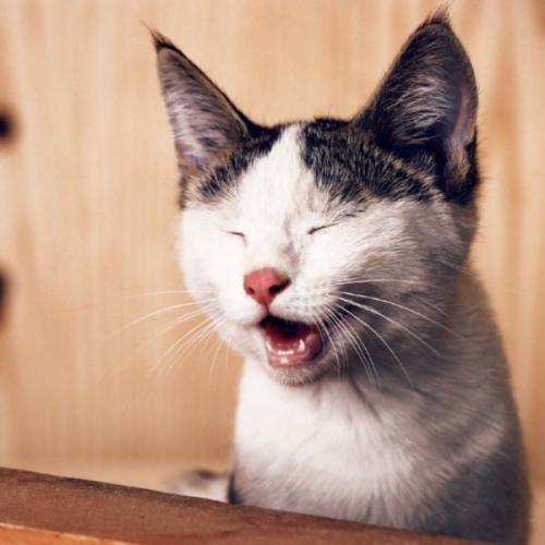 สมาชิกหมายเลข 8962087