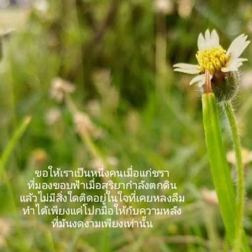 สมาชิกหมายเลข 3214584