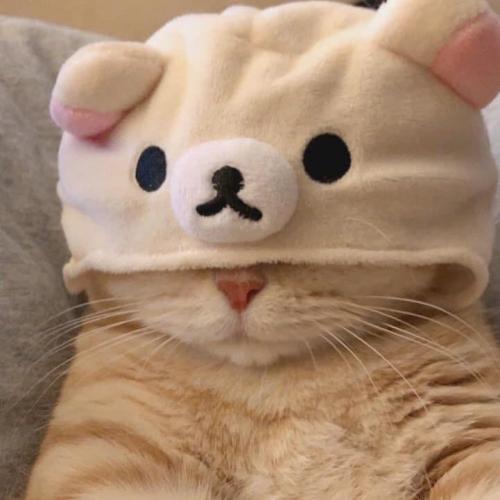 สมาชิกหมายเลข 4123328