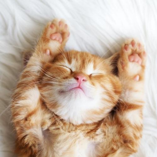 สมาชิกหมายเลข 3606300