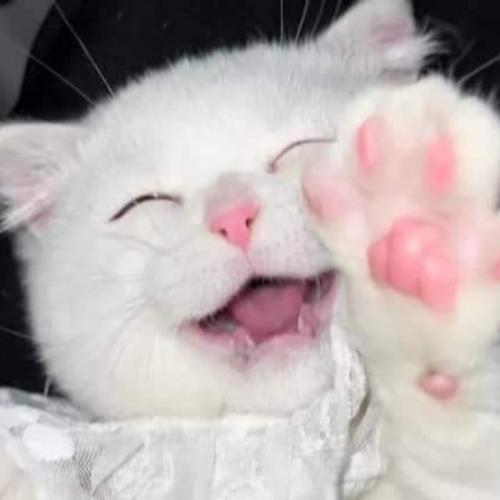 สมาชิกหมายเลข 6932694