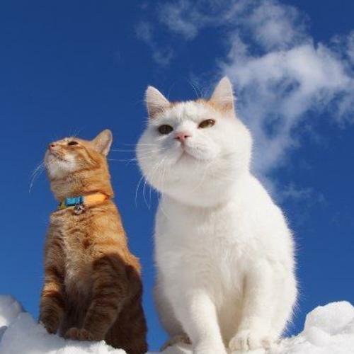 สมาชิกหมายเลข 7147361