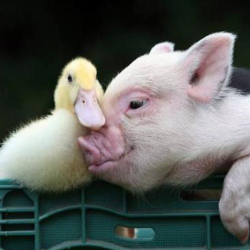duckduckpigpig