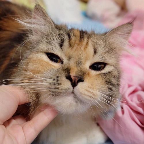 สมาชิกหมายเลข 4755074