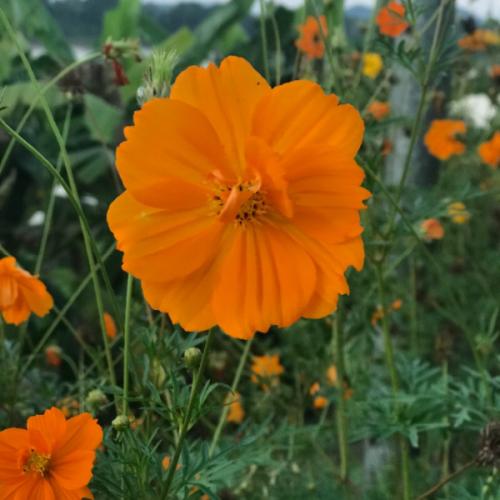 สมาชิกหมายเลข 1066293